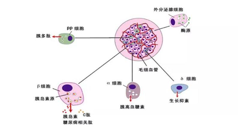 干细胞治疗糖尿病最新进展,干细胞技术在糖尿病治疗领域的新突破